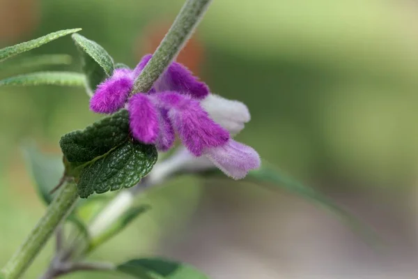 Бутоны Мексиканского Растения Salvia Cantha — стоковое фото