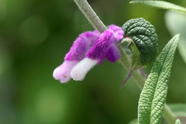 Бутоны Мексиканского Растения Salvia Cantha — стоковое фото