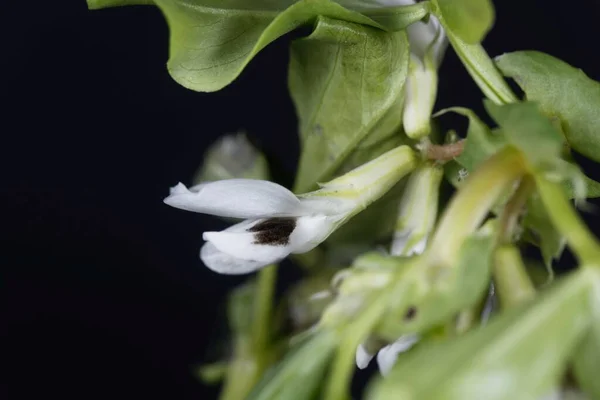 Macro Foto Una Flor Haba Vicia Faba — Foto de Stock