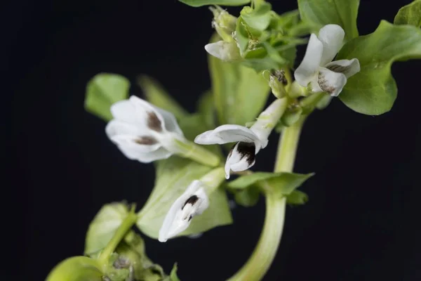 Makro Fotografie Širokého Fazolového Květu Vicia Faba — Stock fotografie