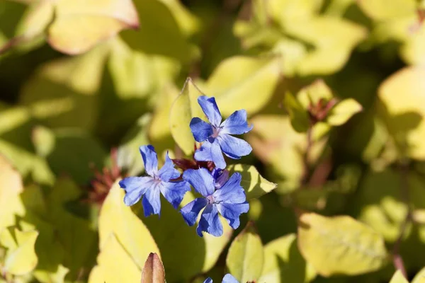 Flower Hardy Blue Flowered Leadwort Plant Ceratostigma Plumbaginoides — Stock Photo, Image