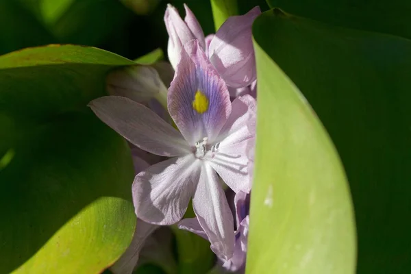 Makro Fotografie Běžné Vodní Hyacintové Květiny Pontederia Crassipes — Stock fotografie