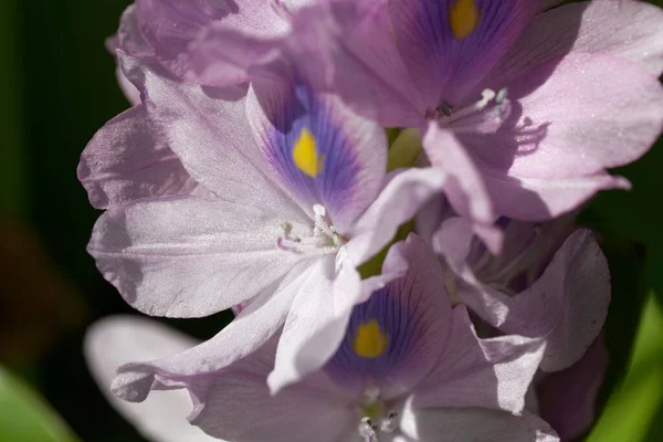 Макро Фотографія Звичайної Водної Квітки Гіацинту Крассі Понтедера — стокове фото