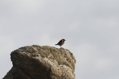 Fransa 'nın Ouessant Adası' ndaki bir kayanın üzerinde bir Avrupa taş şapkası, Saxicola rubicola.