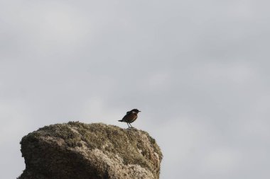 Fransa 'nın Ouessant Adası' ndaki bir kayanın üzerinde bir Avrupa taş şapkası, Saxicola rubicola.