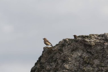 Kuzey Wheatear, Oenanthe Oenanthe, Fransa 'nın Ouessant Adası' ndaki bir kayanın üzerinde.
