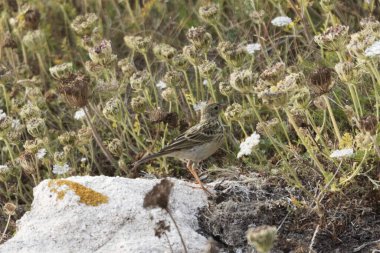 Fransa 'nın Ouessant Adası' nda çimleri olan bir çayır çayırı, Anthus pratensis. 