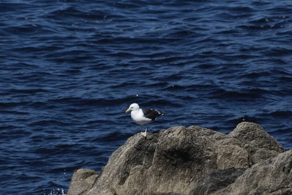 Velký Racek Černými Hřbety Larus Marinus Skalních Útesech Ouessant Island — Stock fotografie