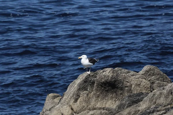 Suuri Mustan Selän Lokki Larus Marinus Kallioperällä Ouessant Islandilla Ranskassa — kuvapankkivalokuva