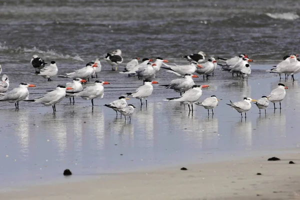 Manada Charranes Del Caspio Caspia Hydroprogne Charranes Cresta África Occidental — Foto de Stock