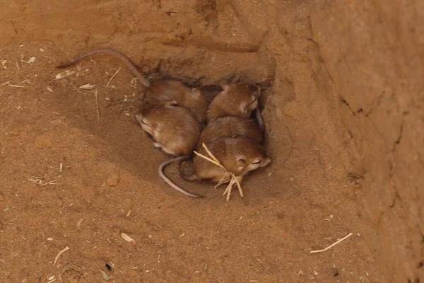 Junger Kleiner Jerboa Jaculus Jaculus Einem Nest — Stockfoto