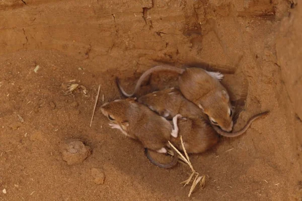 Joven Jerboa Menor Jaculus Jaculus Nido — Foto de Stock