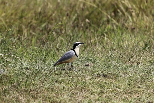 Egyptische Plevier Pluvianus Aegyptius Een Weide — Stockfoto