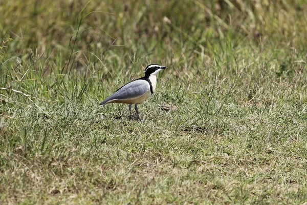 Egyptische Plevier Pluvianus Aegyptius Een Weide — Stockfoto