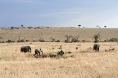Kenya 'daki Massai Mara' da fillerle manzara. 