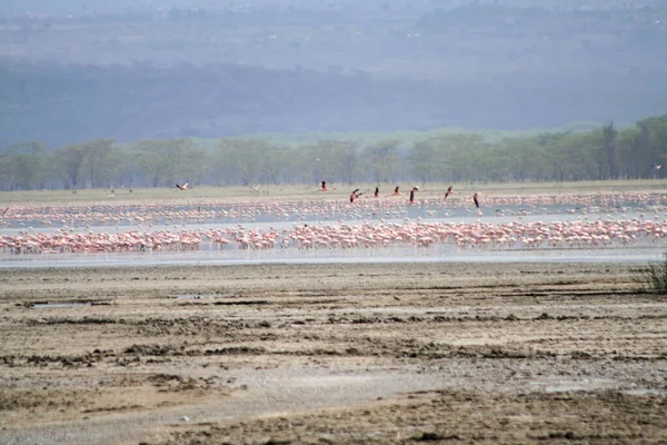 Paisaje Parque Nacional Lago Nakuru Kenia — Foto de Stock