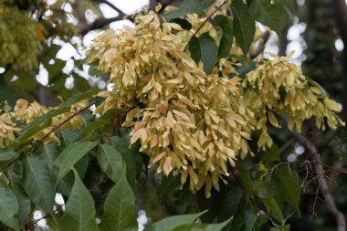 Avrupa dişbudak ağacının meyveleri, Fraxinus Excelsior