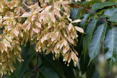 Avrupa dişbudak ağacının meyveleri, Fraxinus Excelsior