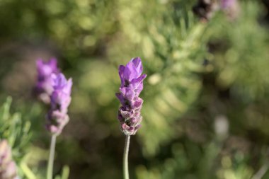 Fransız lavanta çiçeği, Lavandula dentata