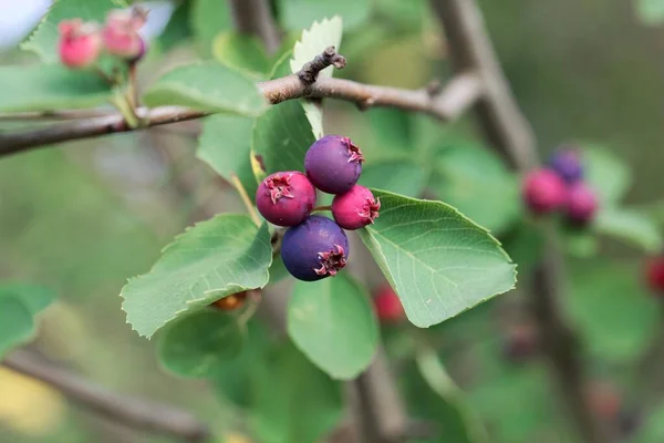 Frukt Bärbuske Amelanchier Alnifolia — Stockfoto