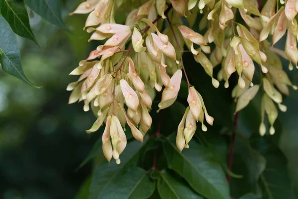 Früchte Einer Europäischen Esche Fraxinus Excelsior — Stockfoto