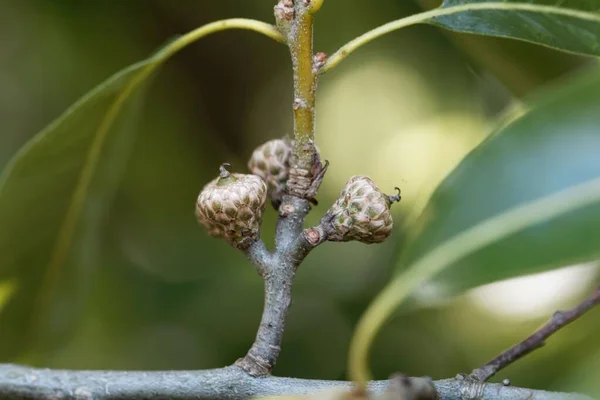 Fruta Carvalho Telha Quercus Imbricaria — Fotografia de Stock