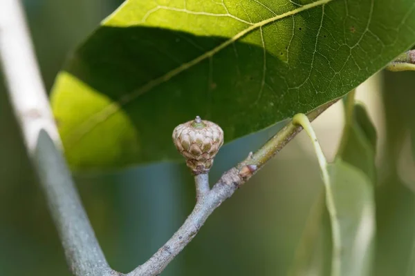 Fruto Roble Teja Quercus Imbricaria —  Fotos de Stock