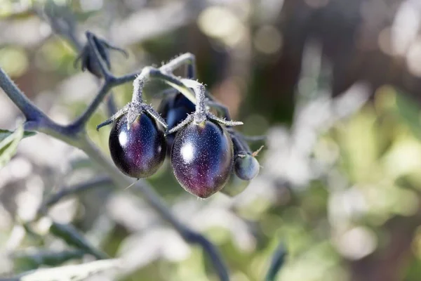 植物上の歴史的なトマトの種の青から黒のトマトの果実 — ストック写真
