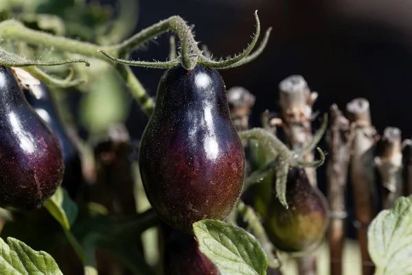 Blaue Bis Schwarze Tomatenfrucht Von Historischer Tomatensorte Auf Der Pflanze — Stockfoto