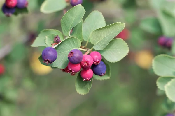 Fruits Pacific Serviceberry Bush Amelanchier Alnifolia — Stock Photo, Image