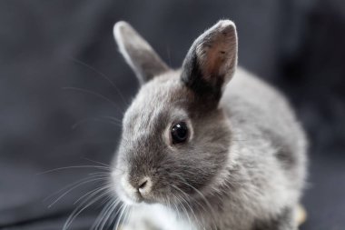 Koyu arkaplanı olan gri renkli bir cüce tavşan portresi. 