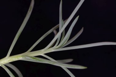 Mavi bir tebeşir sopası bitkisinin yaprakları, Curio pişman