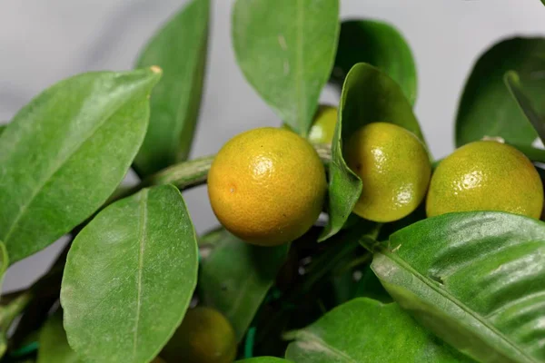 Frukter Ett Calamansi Träd Citrus Microcarpa — Stockfoto