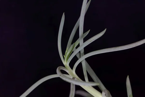 蓝枝植物的叶子 Curio Repen — 图库照片