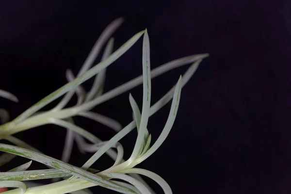 Blätter Einer Blauen Kreidestiftpflanze Curio Repens — Stockfoto