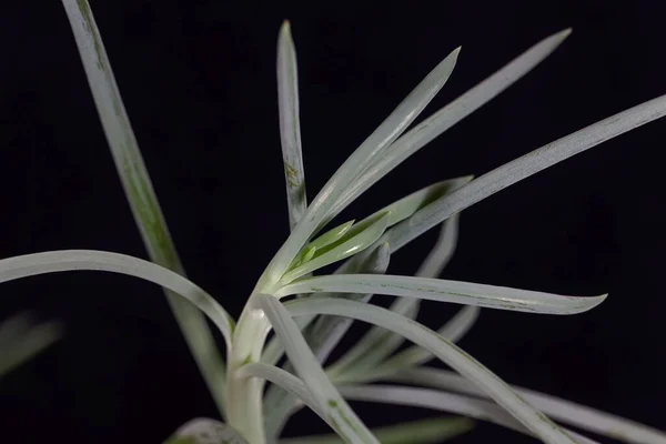 Hojas Una Planta Palo Tiza Azul Curio Repens — Foto de Stock