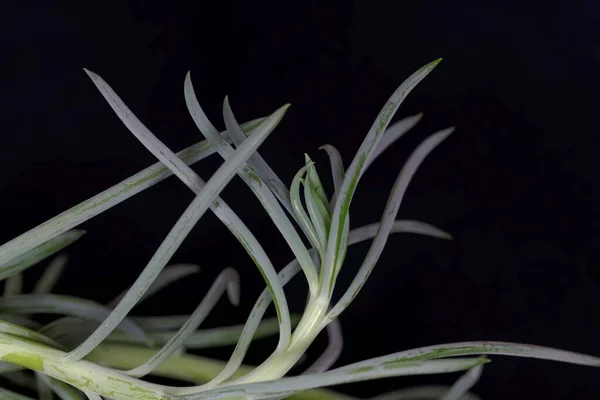 Hojas Una Planta Palo Tiza Azul Curio Repens — Foto de Stock