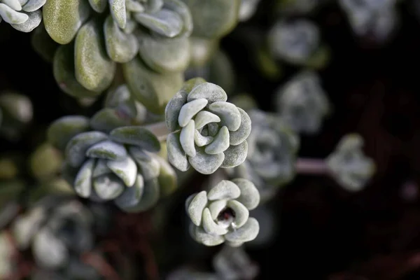 Blätter Einer Laubblättrigen Steinklee Sedum Spathulifolium — Stockfoto