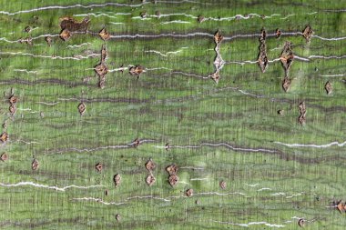 Bark of a striped maple tree, Acer pensylvanicum clipart