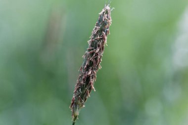 Çayır tilki kuyruğu otunun enfeksiyonu, Alopecurus pratensis. 
