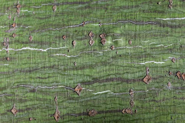 Γάβρος Από Ένα Ριγωτό Σφενδάμι Acer Pensylvanicum — Φωτογραφία Αρχείου