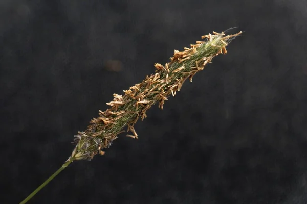 Inflorescence Meadow Foxtail Grass Alopecurus Pratensis — Stock Photo, Image