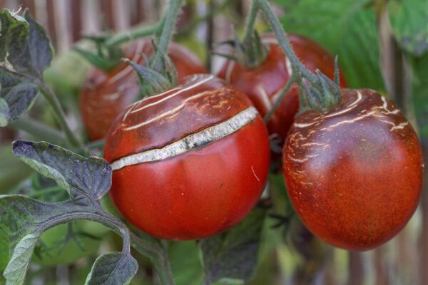 Tomato fruits with cracks on the plant, the fruits are torn by wrong care or too cold weather.