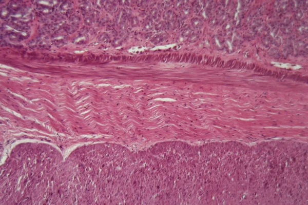 Mikroskop Zdjęcie Sekcji Przez Komórki Mięśni Gładkich Psa — Zdjęcie stockowe