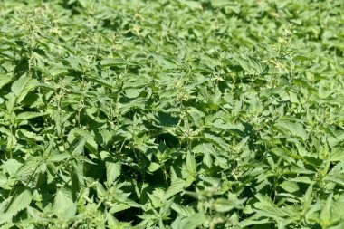 Bir tarlada doku ya da arka plan olarak ısırgan otu ısırmak. 