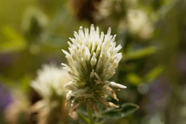 Fleur Une Trèfle Hongrois Trifolium Pannonicum — Photo