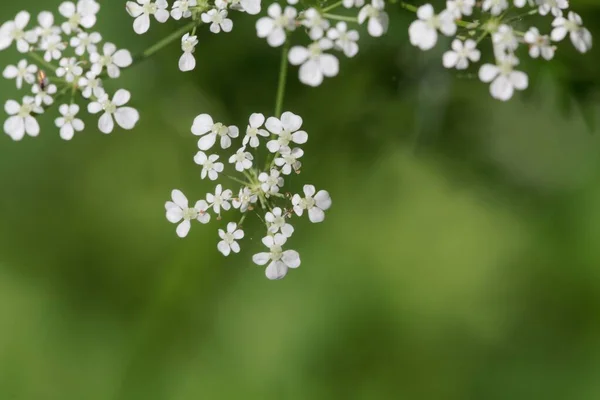 Makro Fotografie Rostliny Petrželky Anthriscus Sylvestris — Stock fotografie