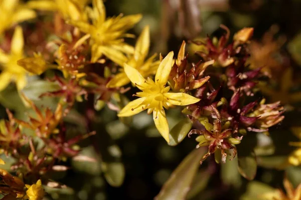 Taş Fabrikasının Çiçekleri Sedum Floriferum — Stok fotoğraf