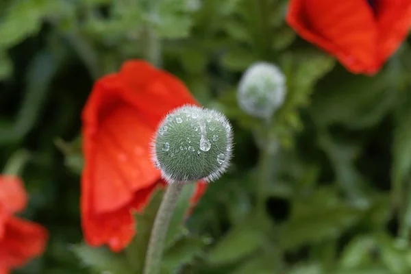 Blüte Einer Iranischen Mohnpflanze Papaver Bracteatum — Stockfoto