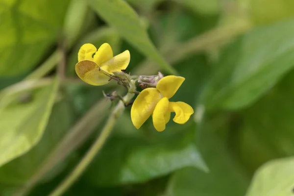 Flor Una Planta Frijol Arroz Vigna Umbellata — Foto de Stock